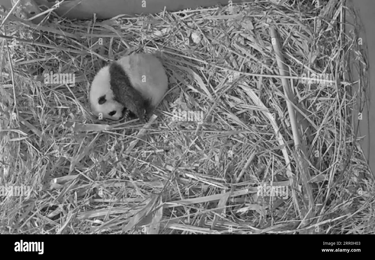 200814 -- RHENEN, 14 août 2020 Xinhua -- une image extraite d'une vidéo fournie par le zoo d'Ouwehands montre un petit panda géant Fan Xing au zoo d'Ouwehands à Rhenen, aux pays-Bas, en juillet 2020. Le petit panda géant, né le 1 mai dans le zoo néerlandais Ouwehands, a été nommé Fan Xing, le zoo annoncé vendredi. Xinhua PAYS-BAS-RHENEN-GÉANT PANDA PUBLICATIONxNOTxINxCHN Banque D'Images