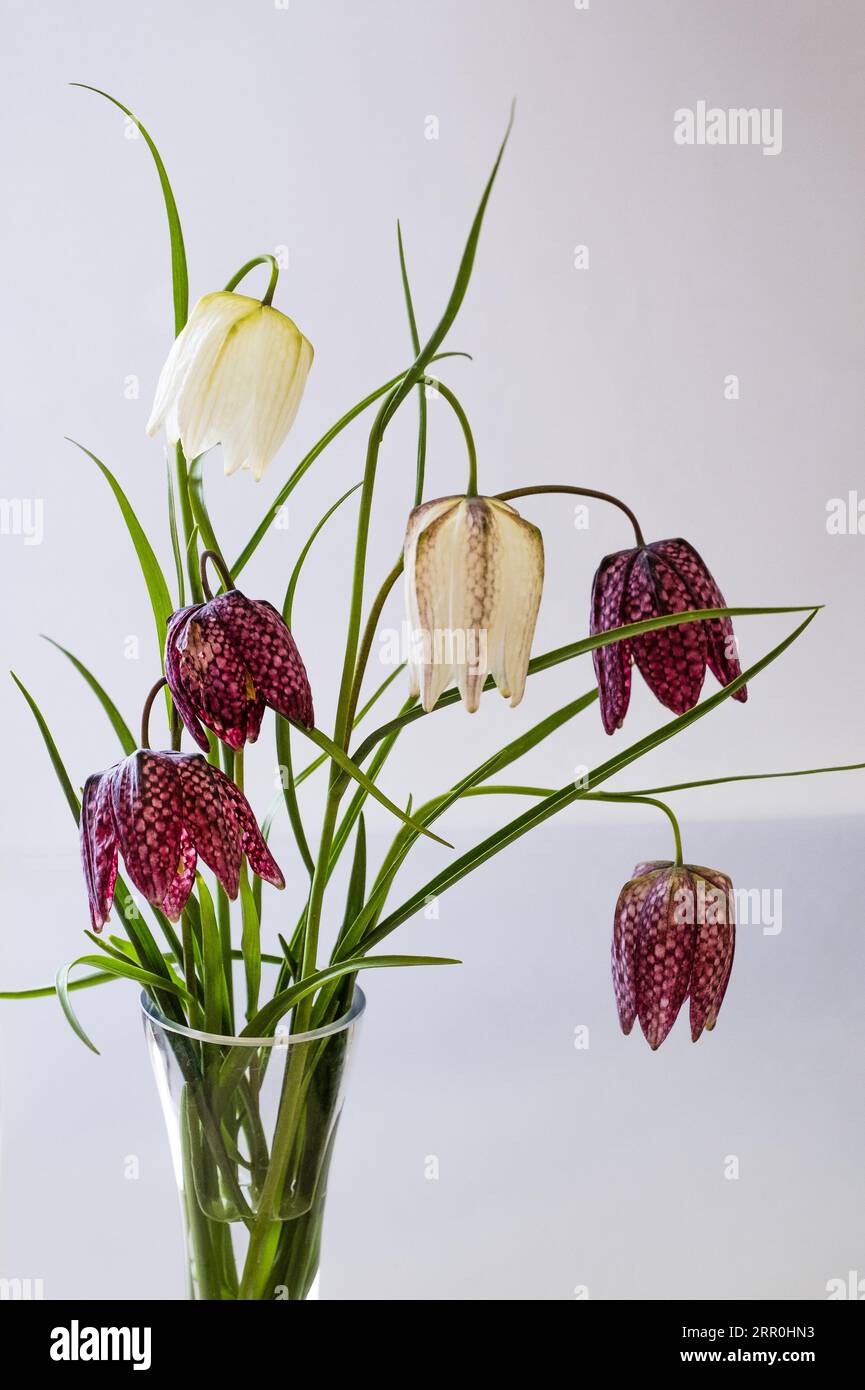 Un arrangement de fleurs colorées dans un vase placé sur un fond blanc Uni. Banque D'Images