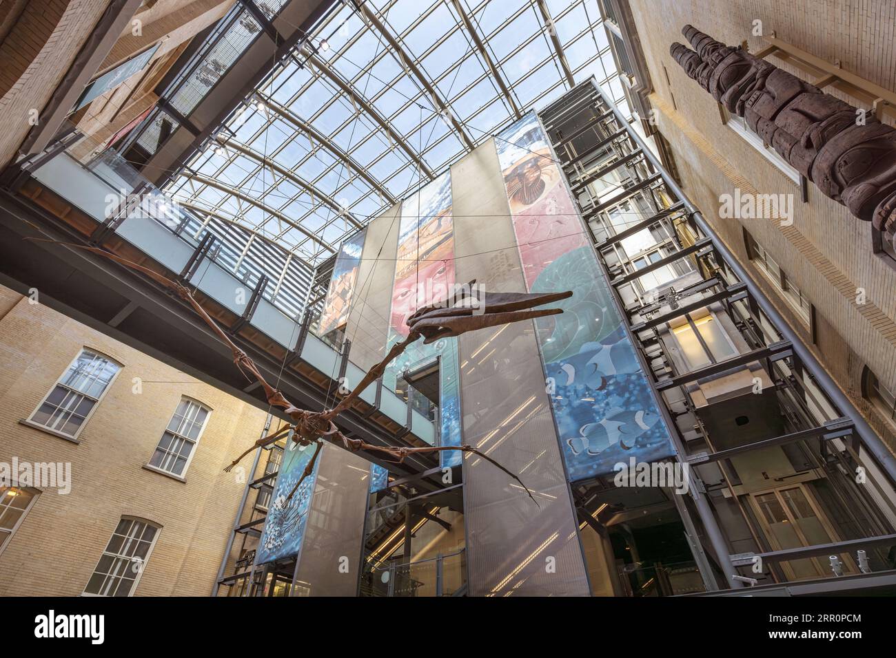 Atrium du Liverpool World Museum avec squelette fossile de ptérosaure, Merseyside, angleterre Banque D'Images