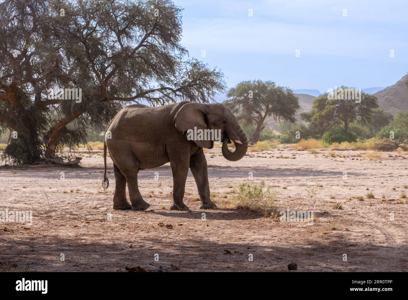 L'éléphant du désert en Namibie Banque D'Images