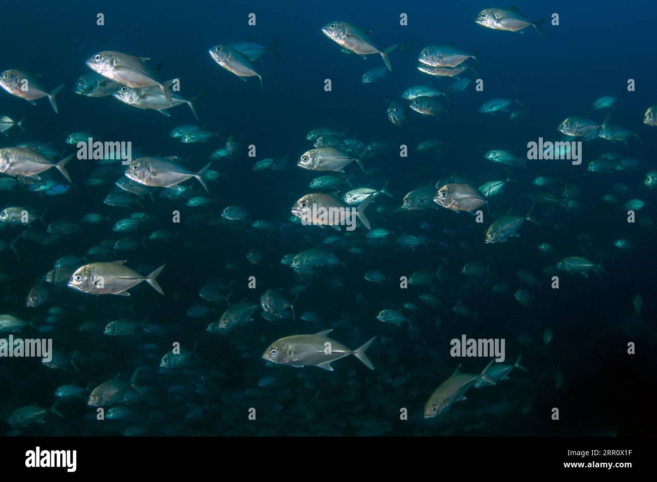 École de Bigeye Trevally, Caranx sexfasciatus, site de plongée de Cape Kri, détroit de Dampier, Raja Ampat, Papouasie occidentale, Indonésie Banque D'Images