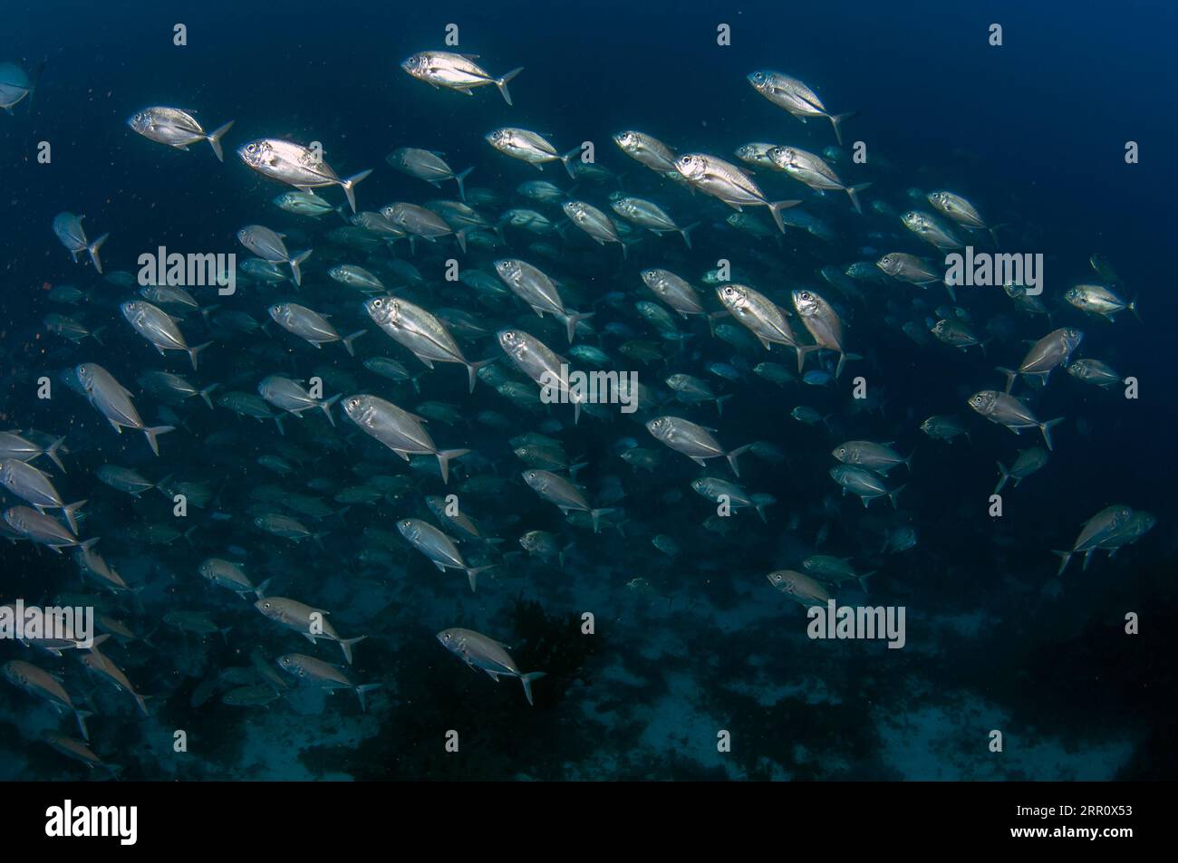 École de Bigeye Trevally, Caranx sexfasciatus, site de plongée de Cape Kri, détroit de Dampier, Raja Ampat, Papouasie occidentale, Indonésie Banque D'Images