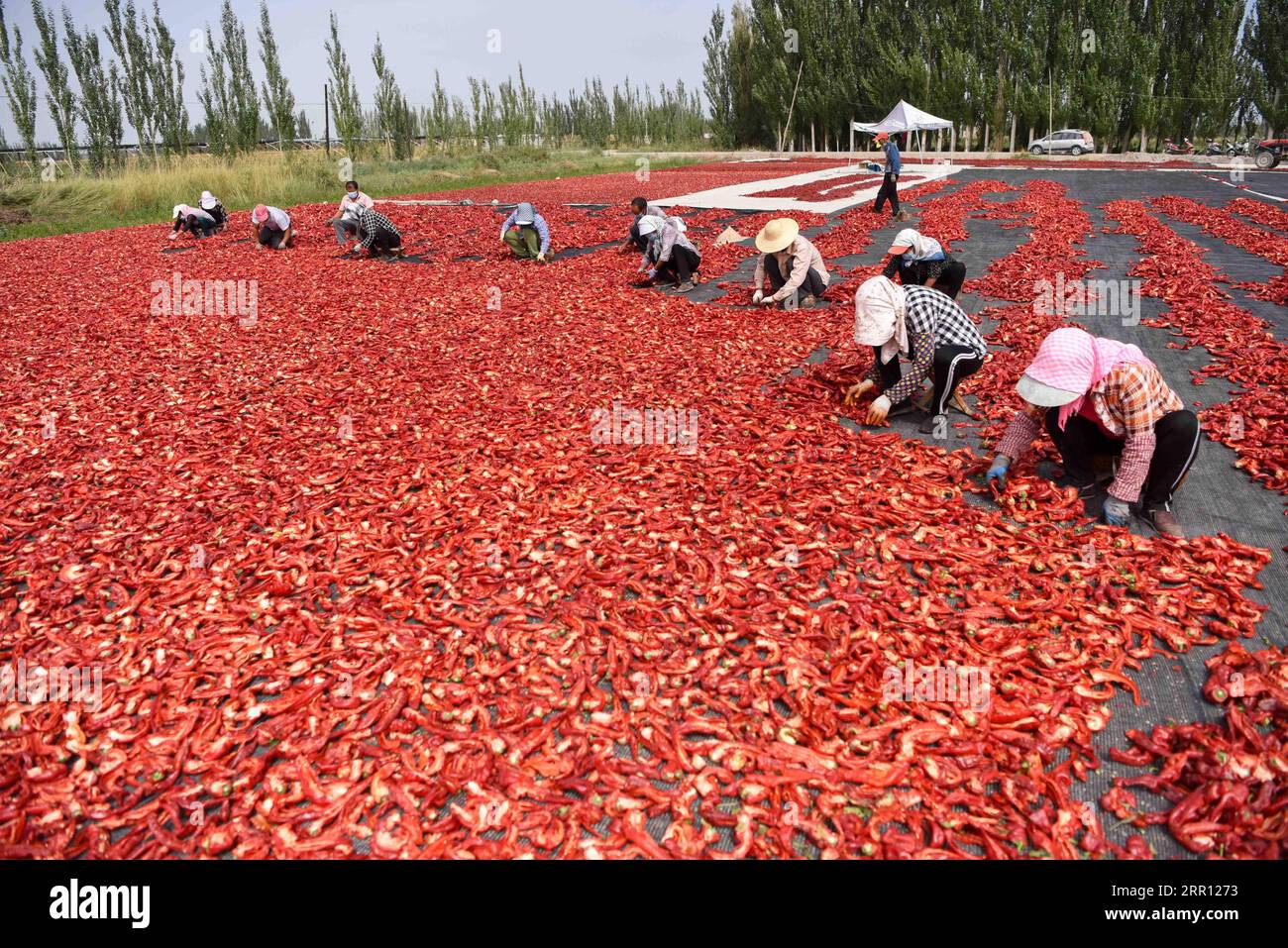 200901 -- BOHU, 1 septembre 2020 -- des fermiers aérent des piments dans le village de Dongdahan, dans le comté de Bohu, préfecture autonome mongole de Bayingolin, région autonome ouïgour du Xinjiang, au nord-ouest de la Chine, 1 septembre 2020. Plus de 500 000 mu environ 33 333 hectares de piments à Bayingolin entrent maintenant en saison de récolte. Ces dernières années, les autorités locales ont encouragé les agriculteurs locaux à planter des variétés de piment de haute qualité et à haut rendement en fonction des besoins du marché, afin d’améliorer leurs revenus. CHINE-XINJIANG-BOHU COMTÉ-CHILI-RÉCOLTE CN DINGXLEI PUBLICATIONXNOTXINXCHN Banque D'Images