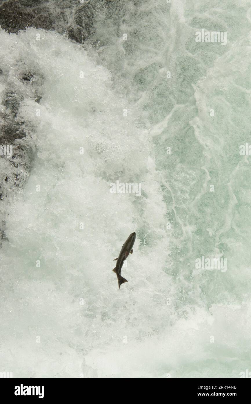 Le saumon coho saute sur une cascade de la rivière Stamp, qui est une eau de saumon importante sur l'île de Vancouver au Canada. Banque D'Images