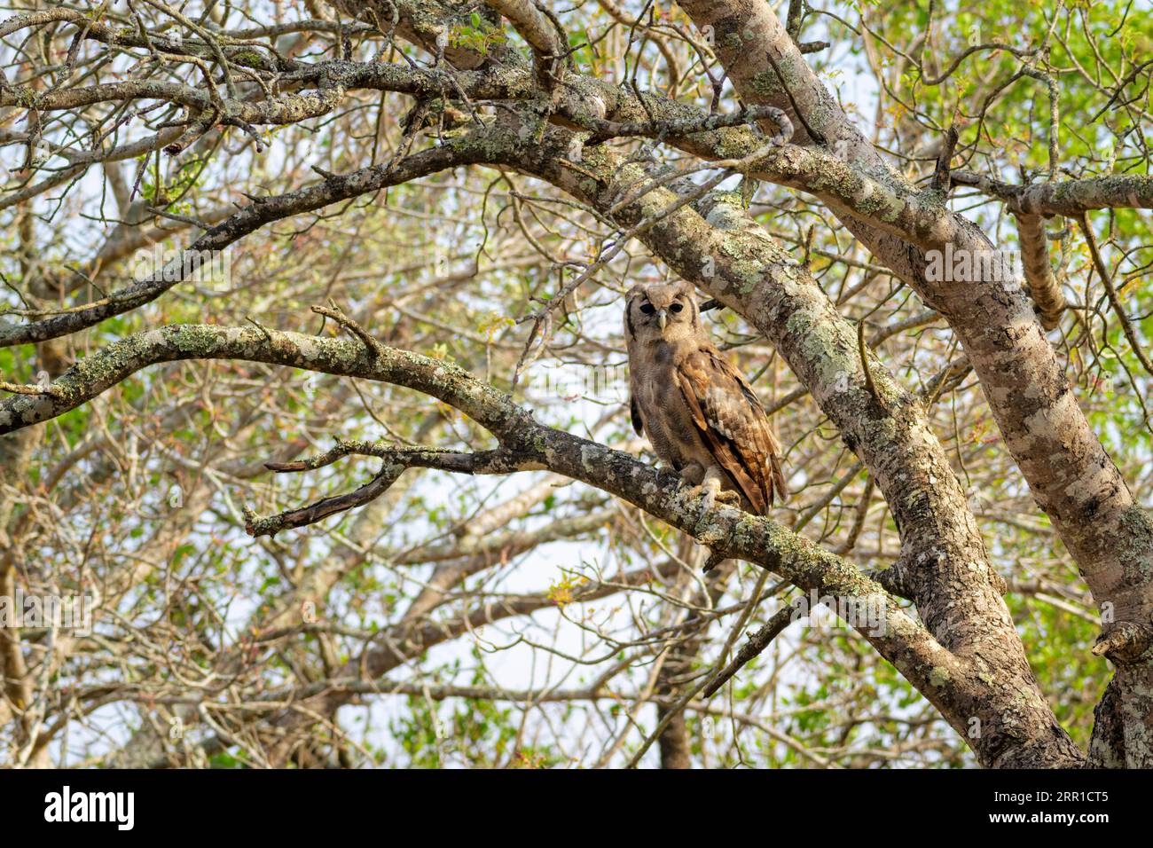 La chouette aigle de Verreaux (Bubo lacteus) perchée sur une branche, camouflée, parc national Kruger, Afrique du Sud. Banque D'Images