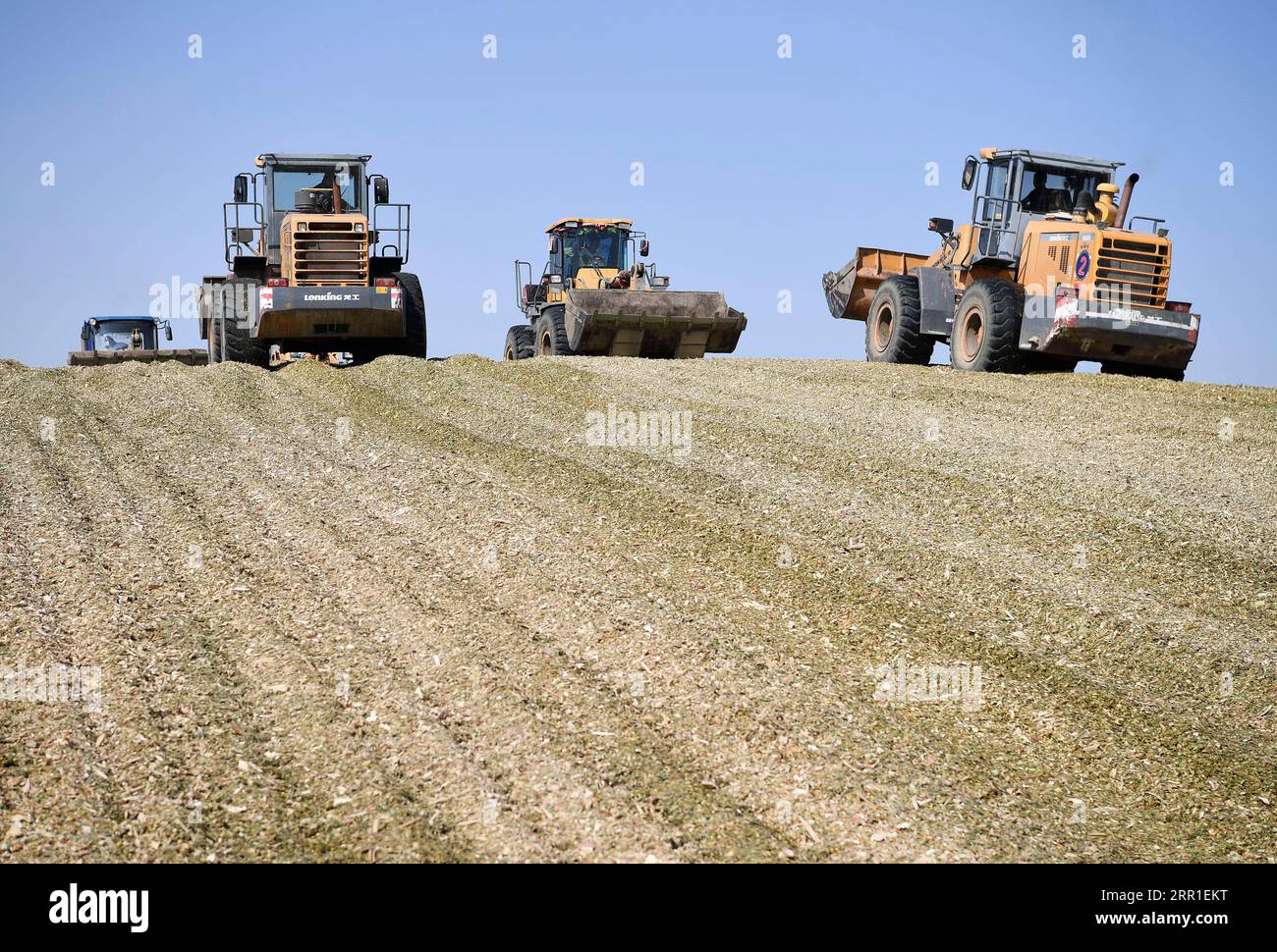 200915 -- ZHONGWEI, 15 septembre 2020 -- des membres du personnel conduisent des chariots élévateurs pour traiter les cors d'ensilage au ranch Musha à Zhongwei, dans la région autonome hui de Ningxia, au nord-ouest de la Chine, 14 septembre 2020. Zhongwei, une ville située près du désert de Tengger, avait été infligée par le sable et le vent dans l'histoire. Depuis des années, la ville cherche une méthode pour exploiter et utiliser le désert. Au cours des sept dernières années, le ranch Musha à Zhongwei a réussi à transformer près de 10 000 mu, environ 666,67 hectares de désert, en une base de plantation de maïs grâce à l’élevage de vaches. Le ranch d'une part prend bonne advanta Banque D'Images