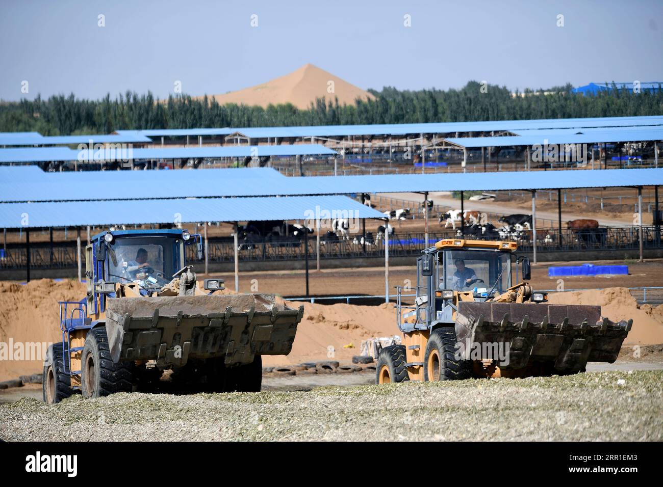 200915 -- ZHONGWEI, 15 septembre 2020 -- des membres du personnel conduisent des chariots élévateurs pour traiter les cors d'ensilage au ranch Musha à Zhongwei, dans la région autonome hui de Ningxia, au nord-ouest de la Chine, 14 septembre 2020. Zhongwei, une ville située près du désert de Tengger, avait été infligée par le sable et le vent dans l'histoire. Depuis des années, la ville cherche une méthode pour exploiter et utiliser le désert. Au cours des sept dernières années, le ranch Musha à Zhongwei a réussi à transformer près de 10 000 mu, environ 666,67 hectares de désert, en une base de plantation de maïs grâce à l’élevage de vaches. Le ranch d'une part prend bonne advanta Banque D'Images