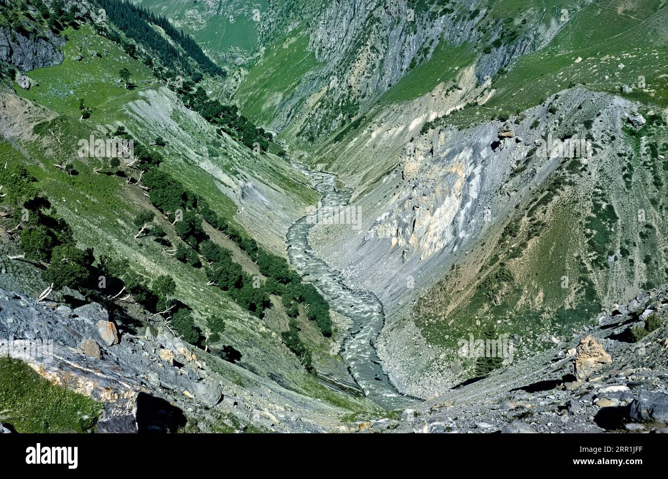 Bouleaux de l'Himalaya (Betula utilis) poussant dans la magnifique vallée de Warwan, au Cachemire, en Inde Banque D'Images