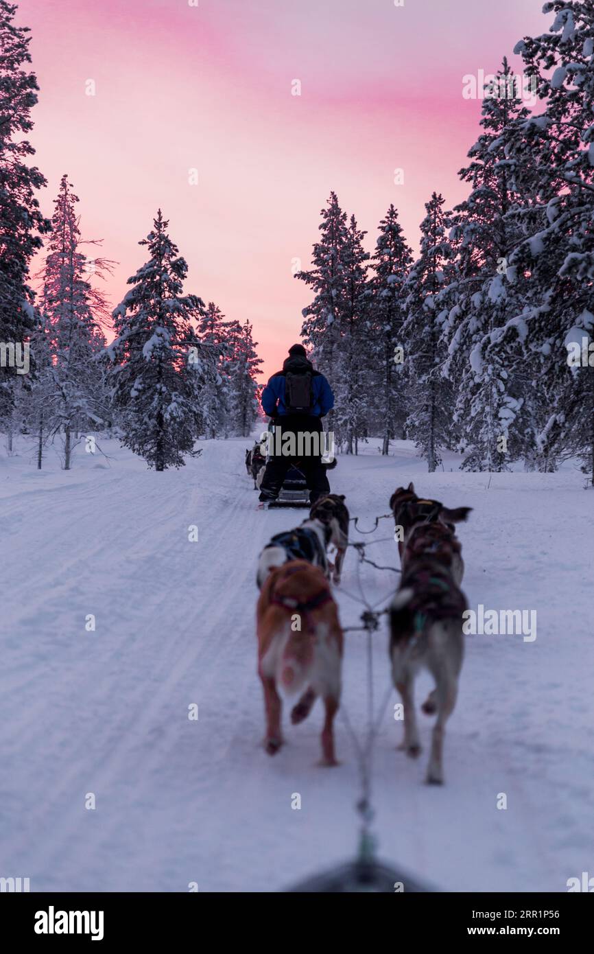 Vue arrière d'hommes anonymes en vêtements chauds marchant avec une meute de chiens domestiqués et un traîneau sur un terrain enneigé contre des arbres couverts de gel et un pi Banque D'Images