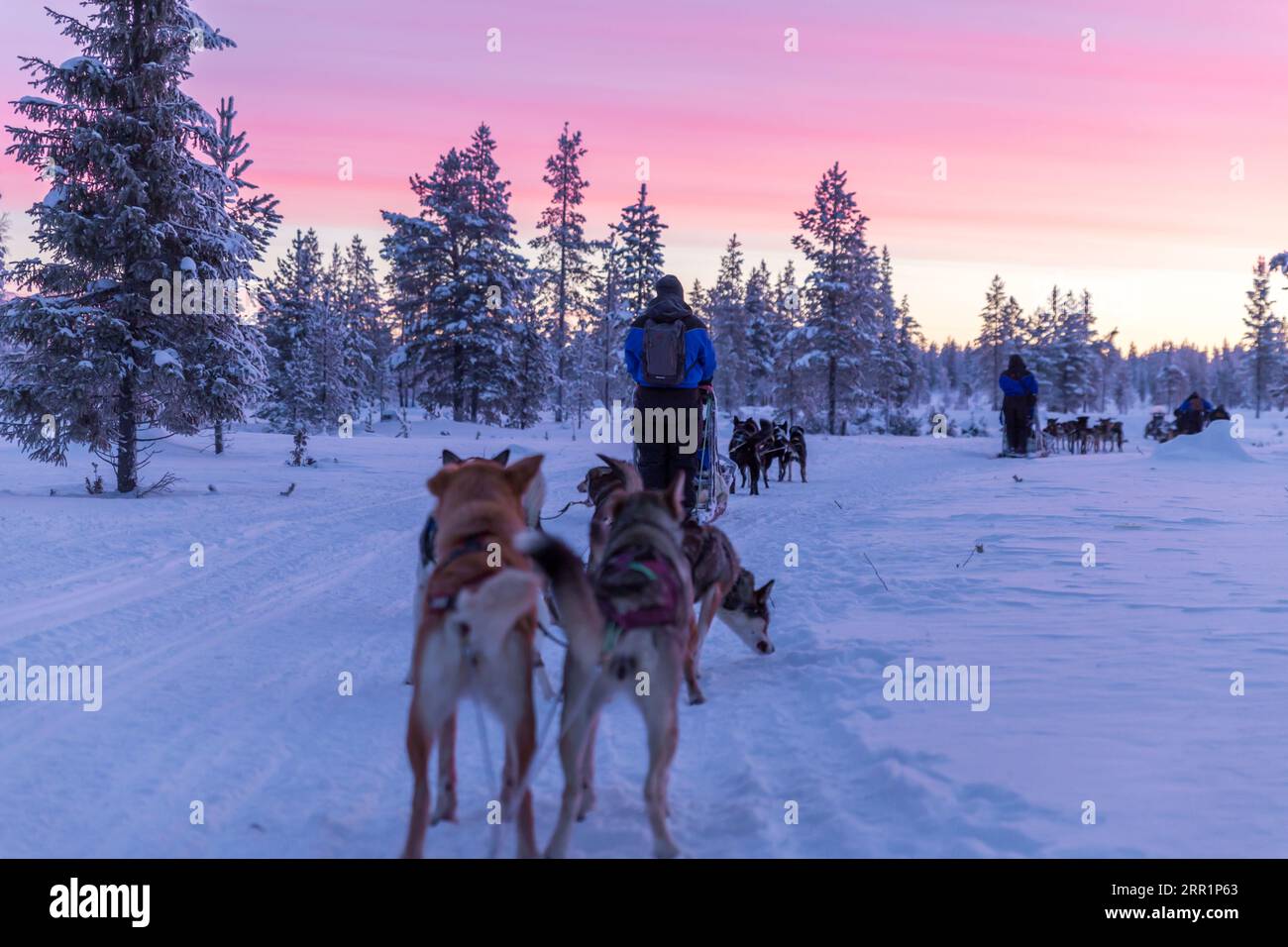 Vue arrière d'hommes anonymes en vêtements chauds marchant avec une meute de chiens domestiqués et un traîneau sur un terrain enneigé contre des arbres couverts de gel et un pi Banque D'Images