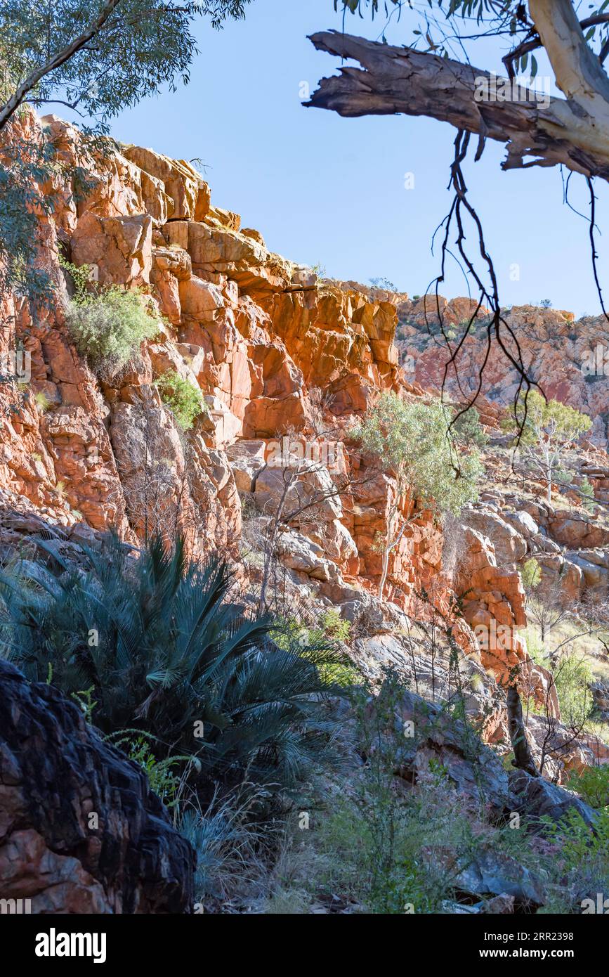 A MacDonnell Ranges Cycad (Macrozamia macdonnellii), en bas à gauche, poussant près de Standley Chasm ou Angkerle Atwatye dans le territoire du Nord, en Australie Banque D'Images