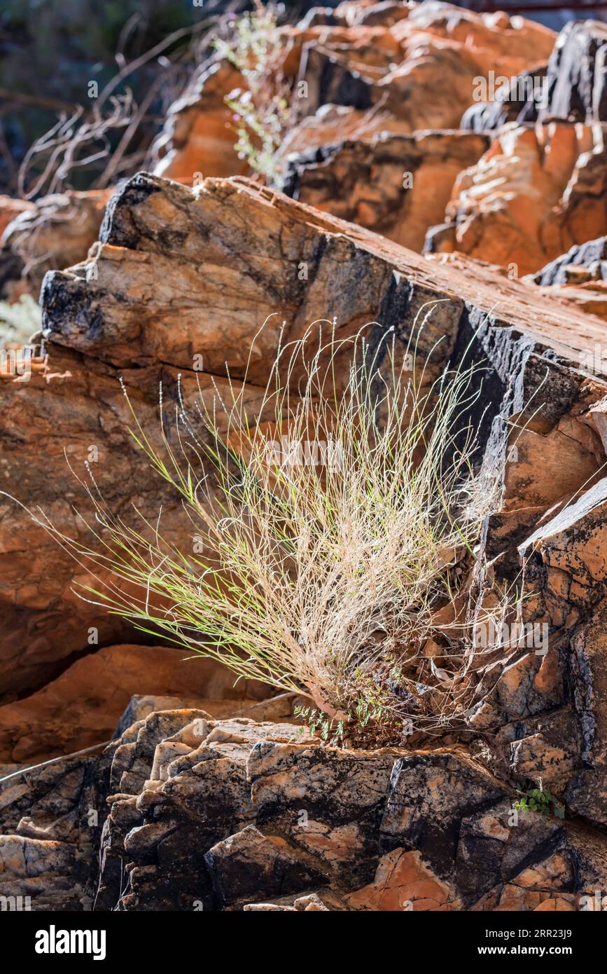 Plante de spinifex du désert australien poussant dans une crevasse rocheuse à Standley Chasm ou Angkerle Atwatye dans le territoire du Nord, en Australie centrale Banque D'Images