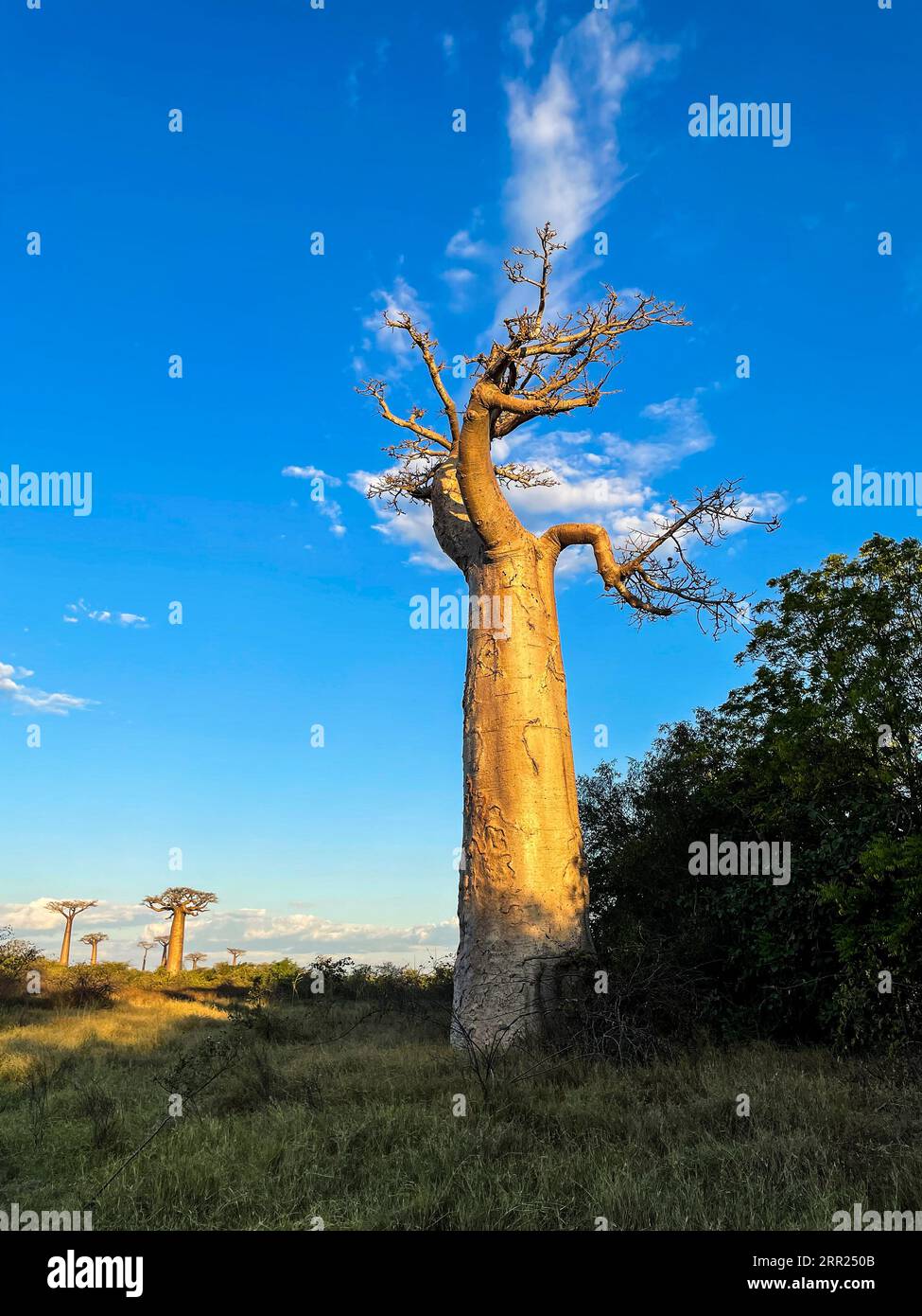 Madagascar, avenue des Baobabs Banque D'Images