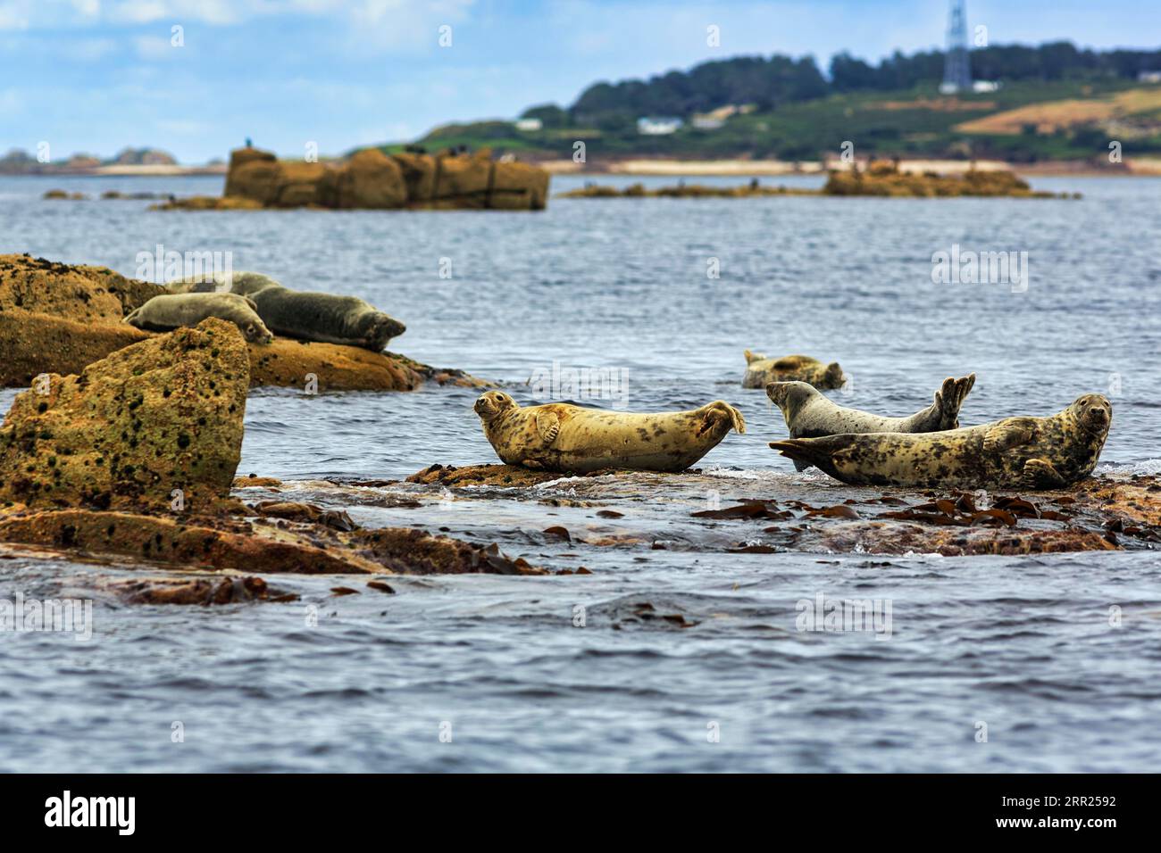 Phoques gris (Halichoerus grypus) reposant sur des îles rocheuses dans la mer, réserve naturelle, littoral, îles Scilly, Cornouailles, Angleterre, Royaume-Uni Banque D'Images