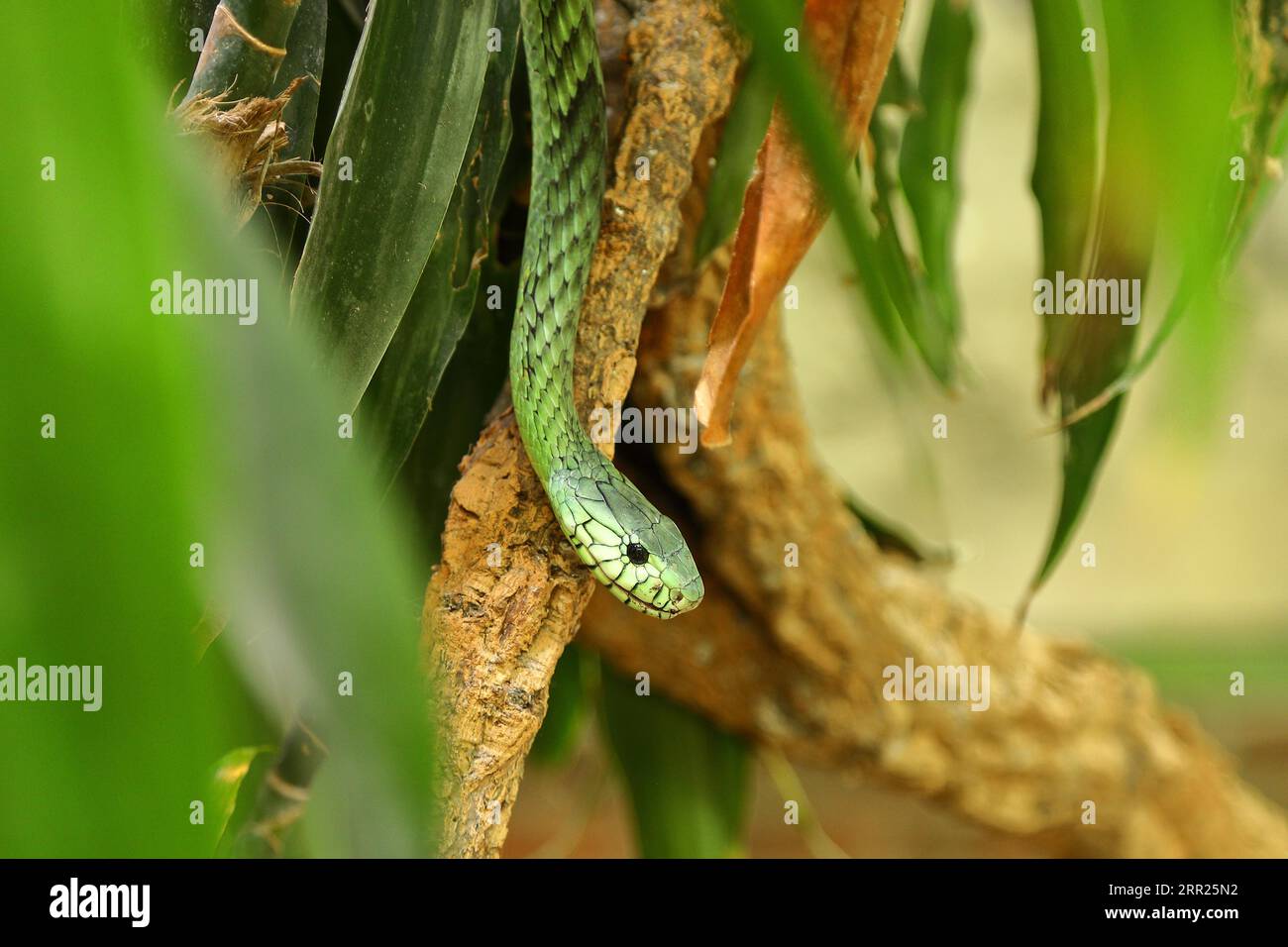 Mamba vert vert de l'ouest feuillu (Dendroaspis viridis), Mamba vert, serpent venimeux, grimpe dans un arbre, se trouve en Afrique, Terrazoo, Rhénanie du Nord-Westphalie Banque D'Images