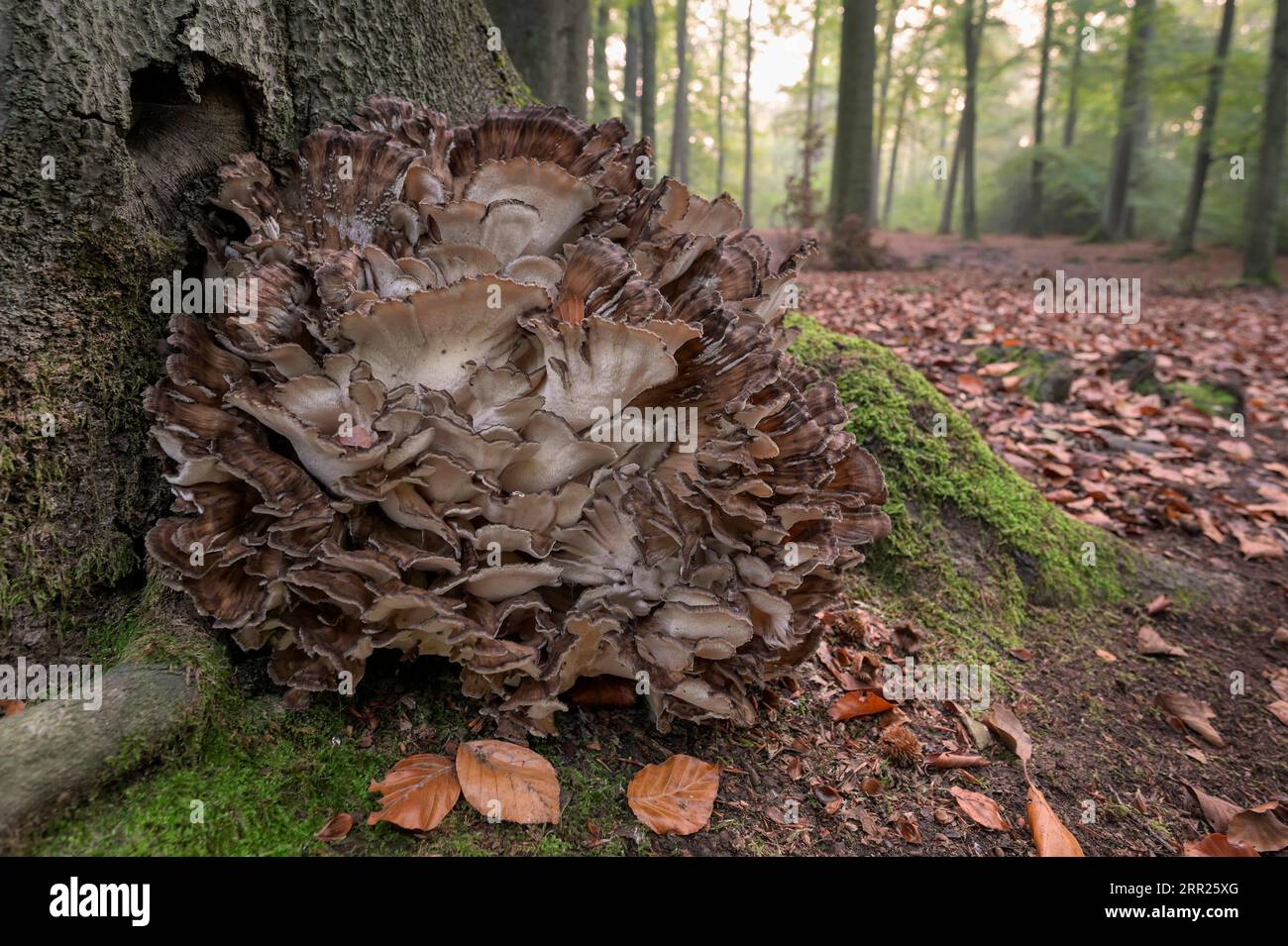 Grand champignon sur tronc de hêtre, Oberhausen, région de la Ruhr, Rhénanie du Nord-Westphalie, Allemagne Banque D'Images