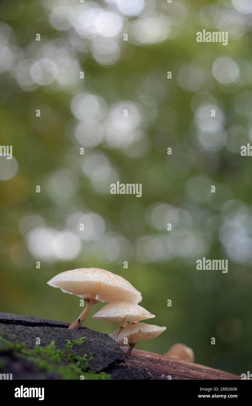 Rhubarbe visqueuse de hêtre, champignon de porcelaine (Mucidula mucida), groupe de champignons sur tronc de hêtre, Bottrop, région de la Ruhr, Rhénanie du Nord-Westphalie, Allemagne Banque D'Images