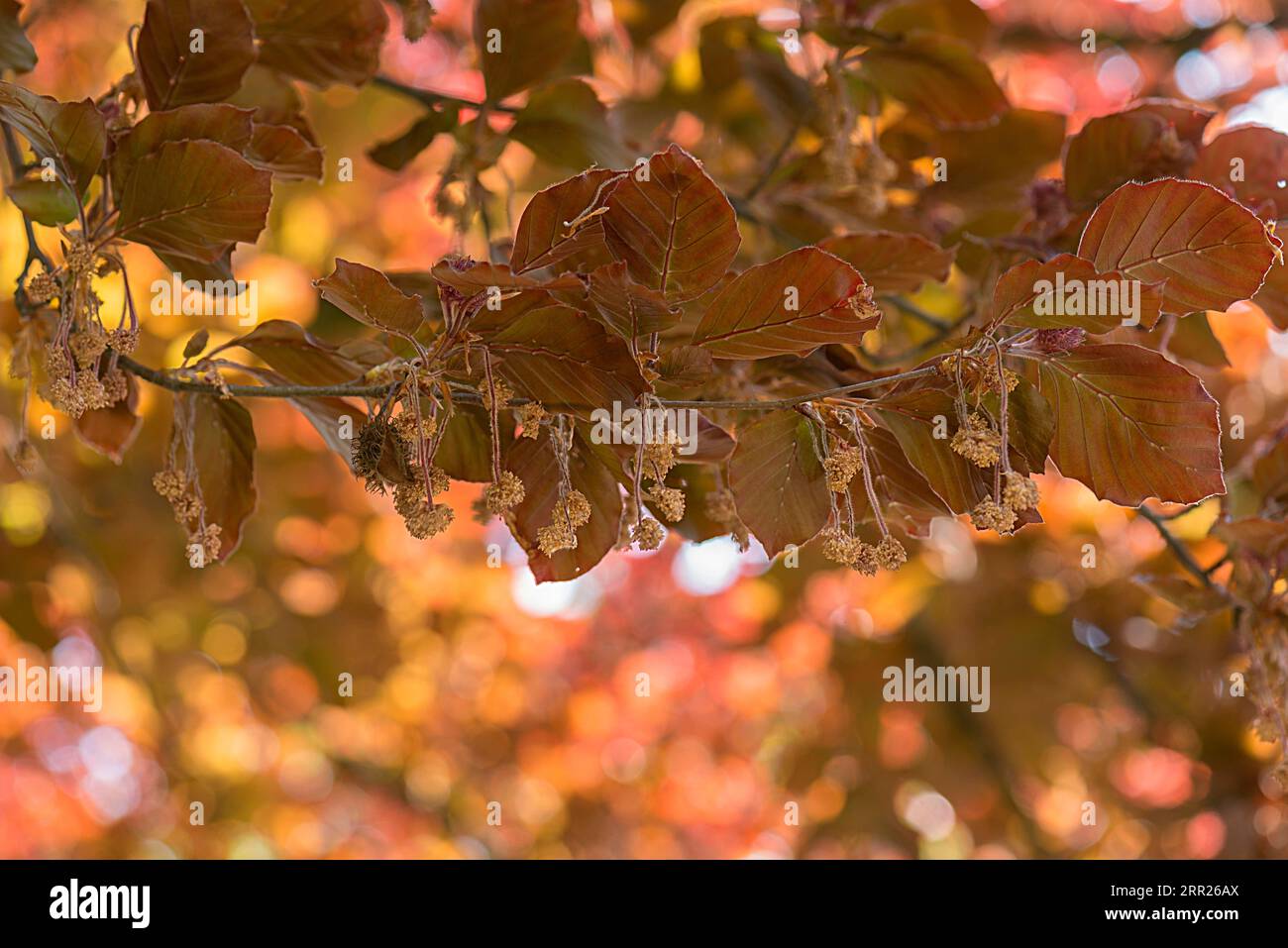 Graine d'un hêtre cuivré (Fagus sylvatica), Baden-Wuerttemberg, Allemagne Banque D'Images