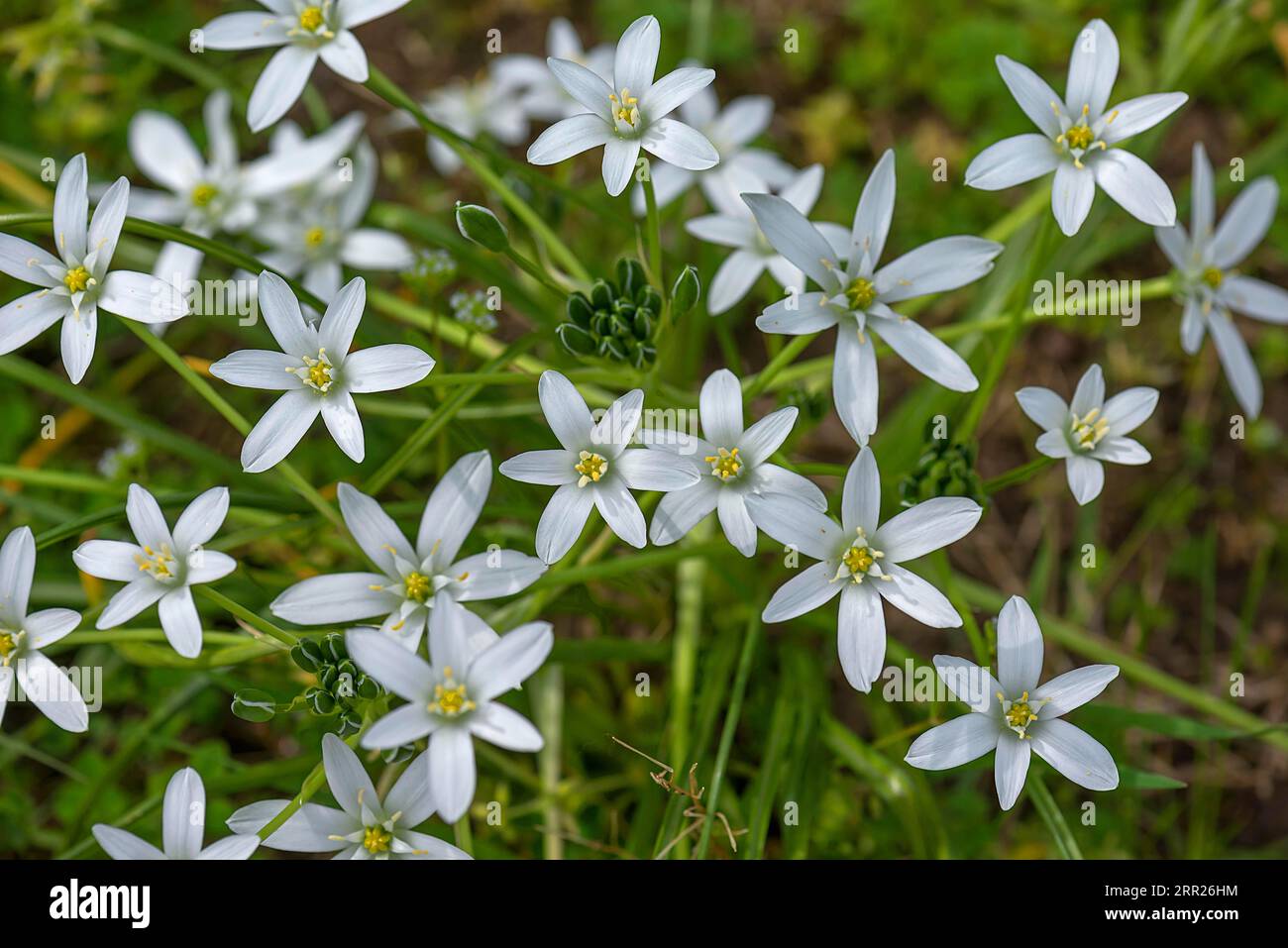 Étoile à lait (Ornithogalum umbellatum), Bavière, Allemagne Banque D'Images