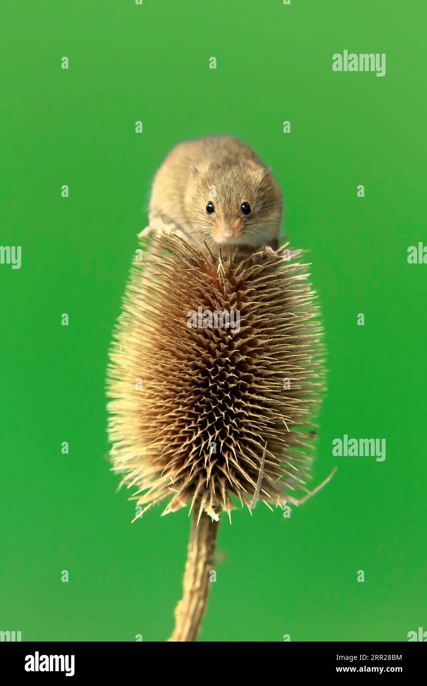 Souris de récolte eurasienne (Micromys minutus), adulte, sur chardon, stand de fruits, Surrey, Angleterre, Grande-Bretagne Banque D'Images