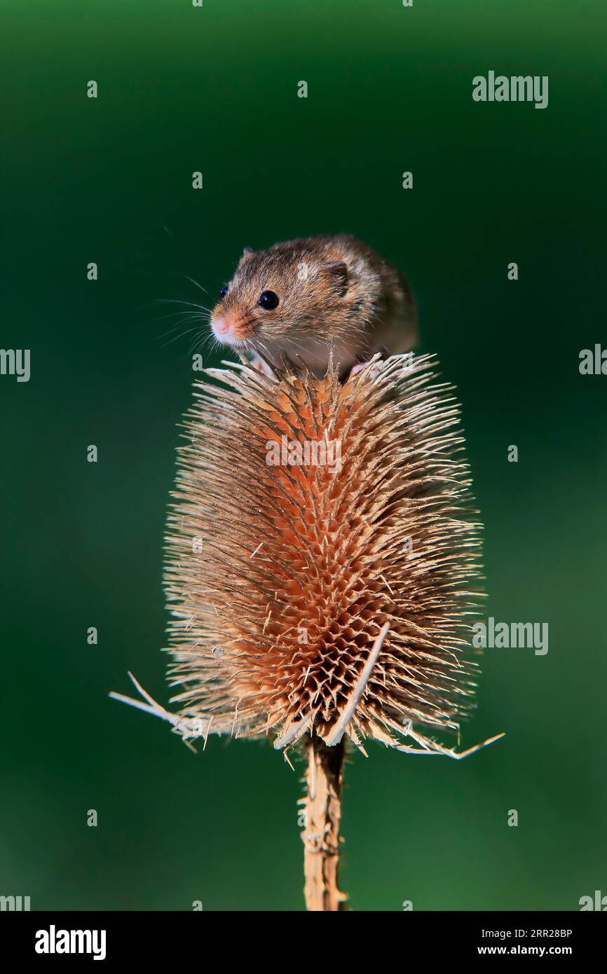 Souris de récolte eurasienne (Micromys minutus), adulte, sur chardon, stand de fruits, Surrey, Angleterre, Grande-Bretagne Banque D'Images