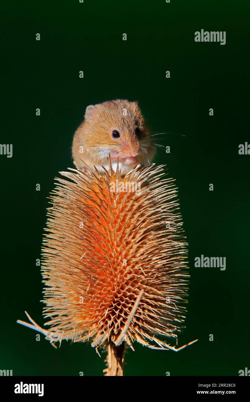 Souris de récolte eurasienne (Micromys minutus), adulte, se nourrissant de chardon, peuplement fruitier, Surrey, Angleterre, Grande-Bretagne Banque D'Images