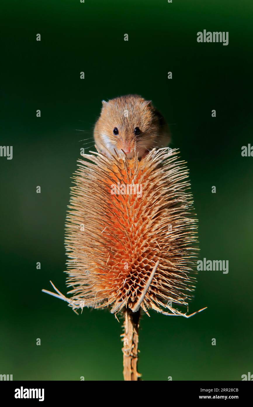 Souris de récolte eurasienne (Micromys minutus), adulte, sur chardon, stand de fruits, Surrey, Angleterre, Grande-Bretagne Banque D'Images