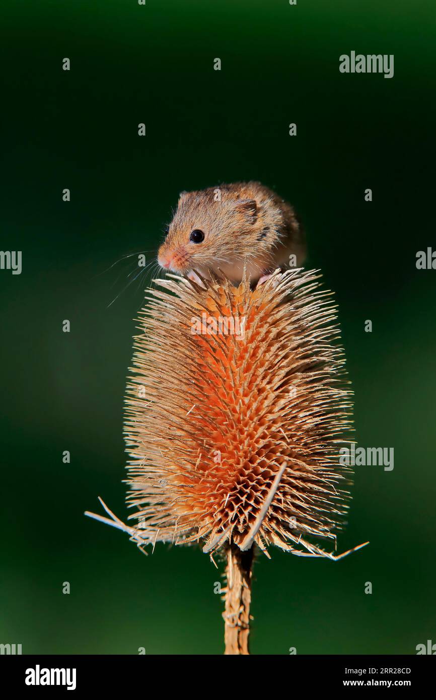 Souris de récolte eurasienne (Micromys minutus), adulte, sur chardon, stand de fruits, Surrey, Angleterre, Grande-Bretagne Banque D'Images