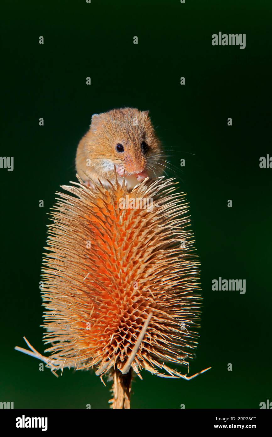 Souris de récolte eurasienne (Micromys minutus), adulte, se nourrissant de chardon, peuplement fruitier, Surrey, Angleterre, Grande-Bretagne Banque D'Images