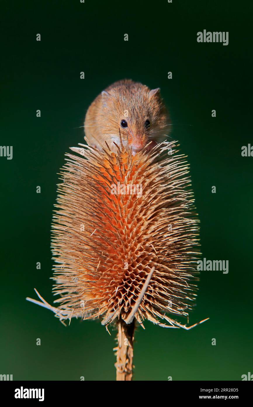 Souris de récolte eurasienne (Micromys minutus), adulte, se nourrissant de chardon, peuplement fruitier, Surrey, Angleterre, Grande-Bretagne Banque D'Images