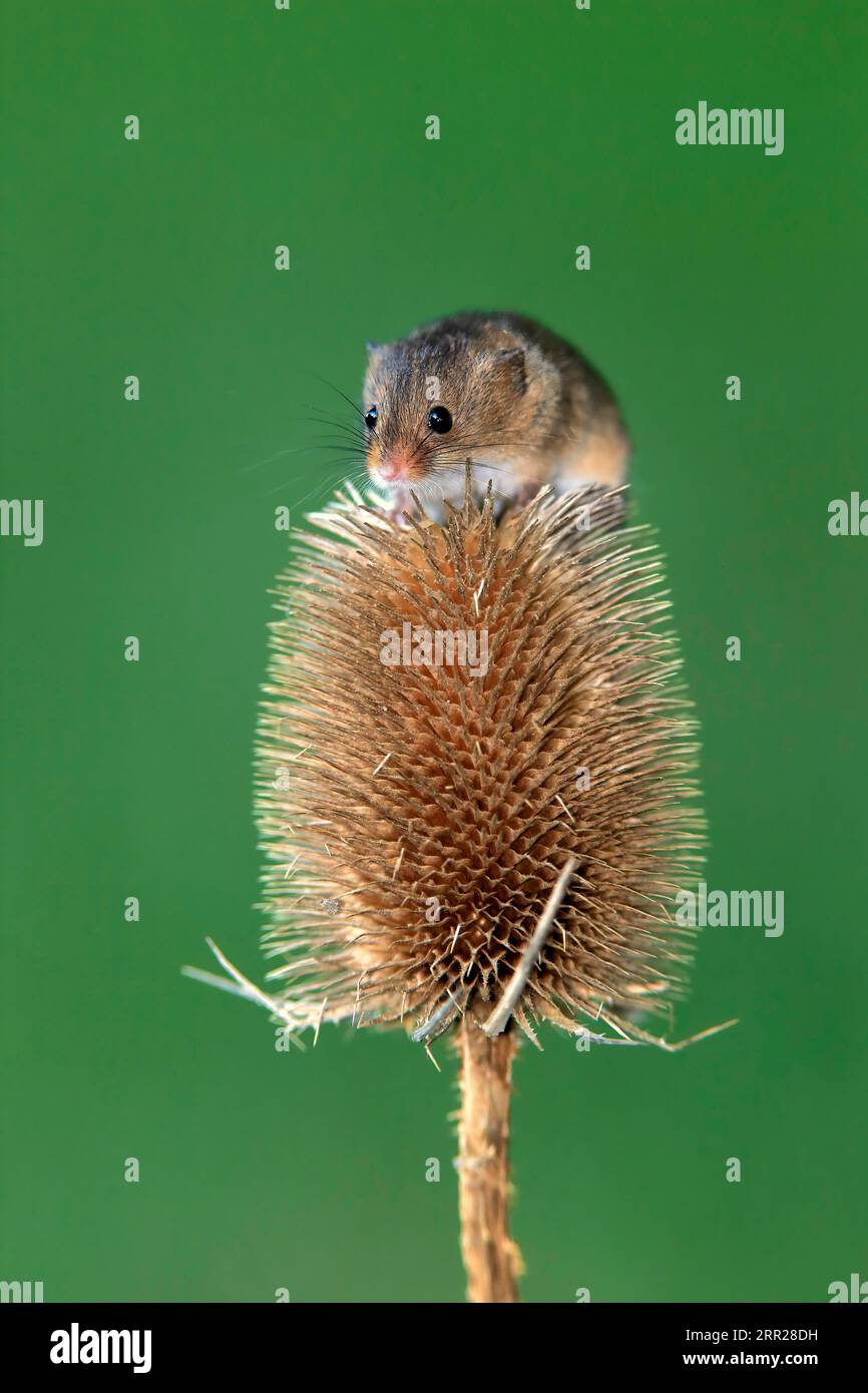 Souris de récolte eurasienne (Micromys minutus), adulte, sur chardon, stand de fruits, Surrey, Angleterre, Grande-Bretagne Banque D'Images
