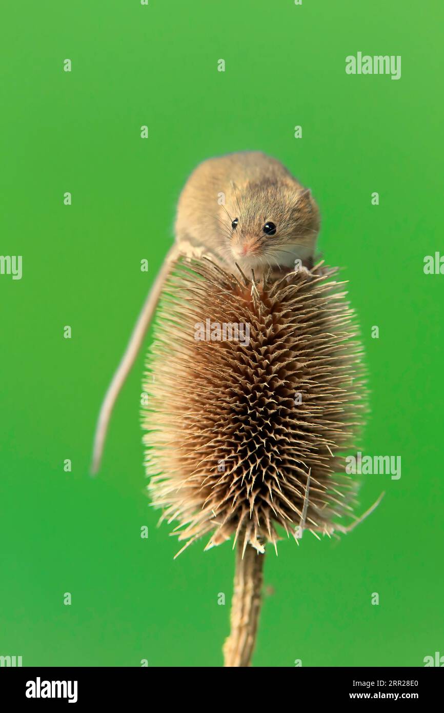 Souris de récolte eurasienne (Micromys minutus), adulte, sur chardon, stand de fruits, Surrey, Angleterre, Grande-Bretagne Banque D'Images
