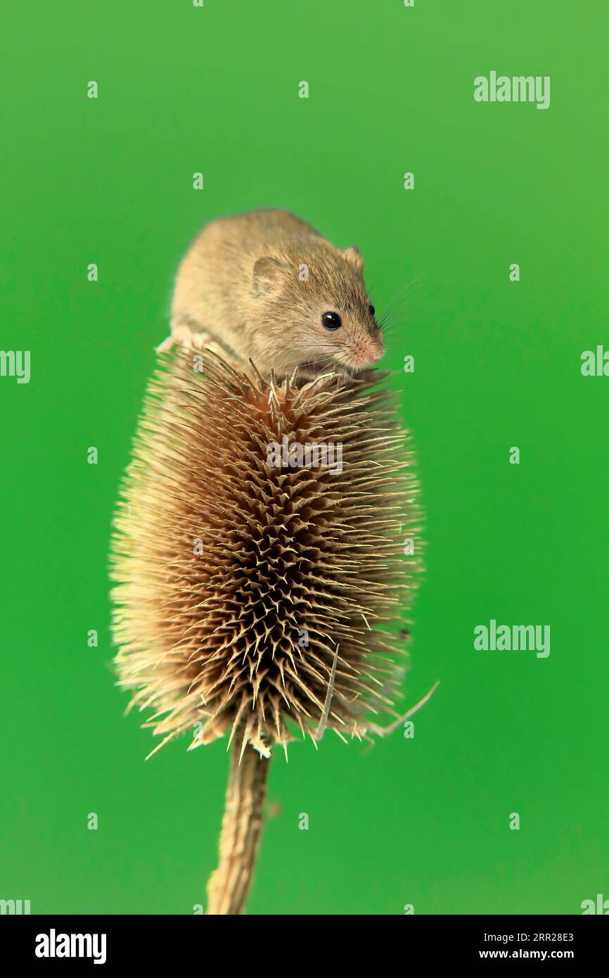 Souris de récolte eurasienne (Micromys minutus), adulte, sur chardon, stand de fruits, Surrey, Angleterre, Grande-Bretagne Banque D'Images