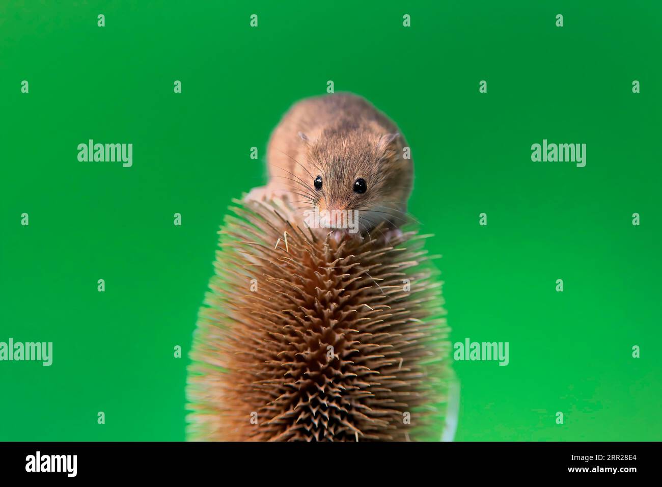Souris de récolte eurasienne (Micromys minutus), adulte, sur chardon, stand de fruits, Surrey, Angleterre, Grande-Bretagne Banque D'Images