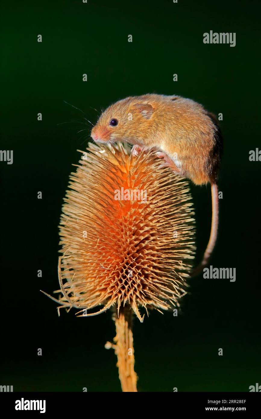 Souris de récolte eurasienne (Micromys minutus), adulte, sur chardon, stand de fruits, Surrey, Angleterre, Grande-Bretagne Banque D'Images