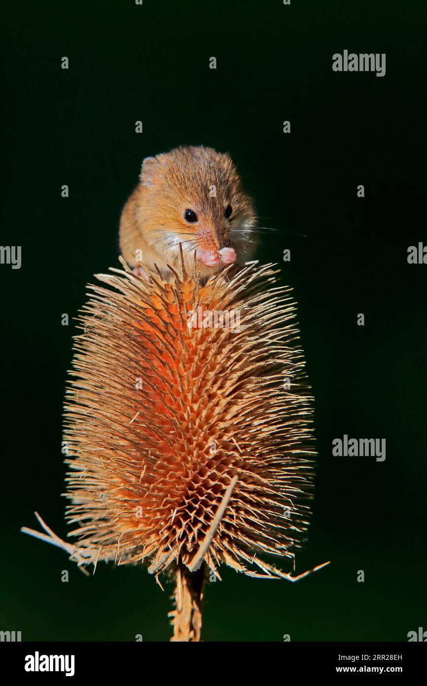 Souris de récolte eurasienne (Micromys minutus), adulte, se nourrissant de chardon, peuplement fruitier, Surrey, Angleterre, Grande-Bretagne Banque D'Images