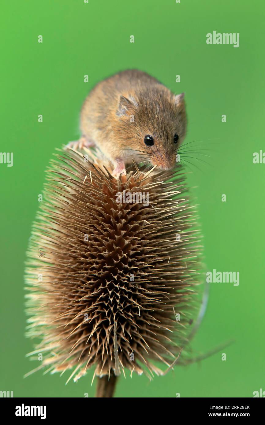 Souris de récolte eurasienne (Micromys minutus), adulte, sur chardon, stand de fruits, Surrey, Angleterre, Grande-Bretagne Banque D'Images