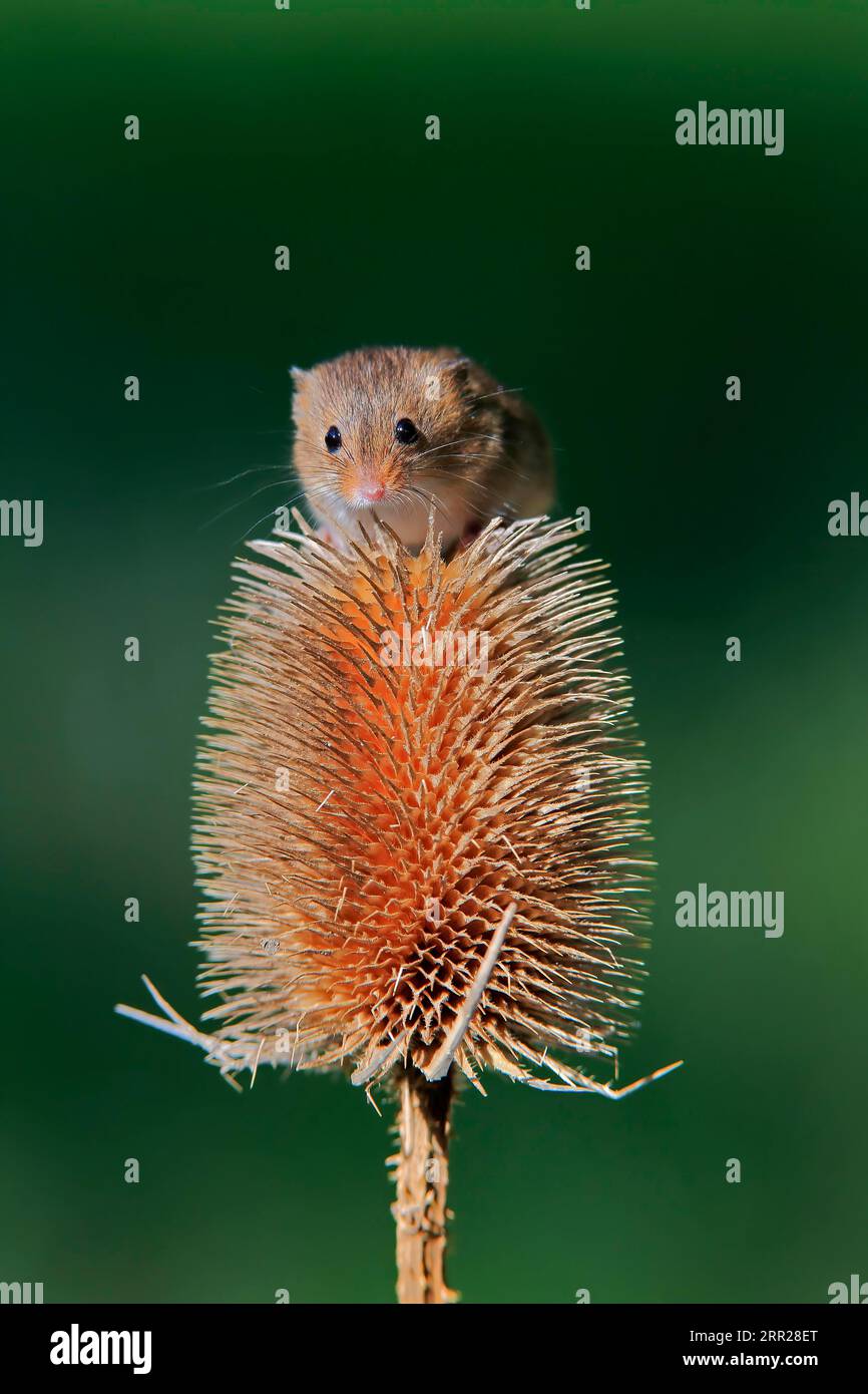 Souris de récolte eurasienne (Micromys minutus), adulte, sur chardon, stand de fruits, Surrey, Angleterre, Grande-Bretagne Banque D'Images