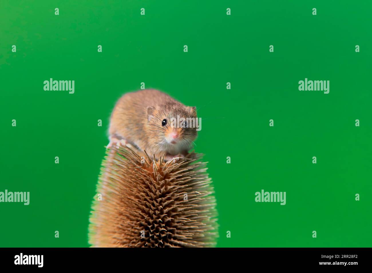 Souris de récolte eurasienne (Micromys minutus), adulte, sur chardon, stand de fruits, Surrey, Angleterre, Grande-Bretagne Banque D'Images