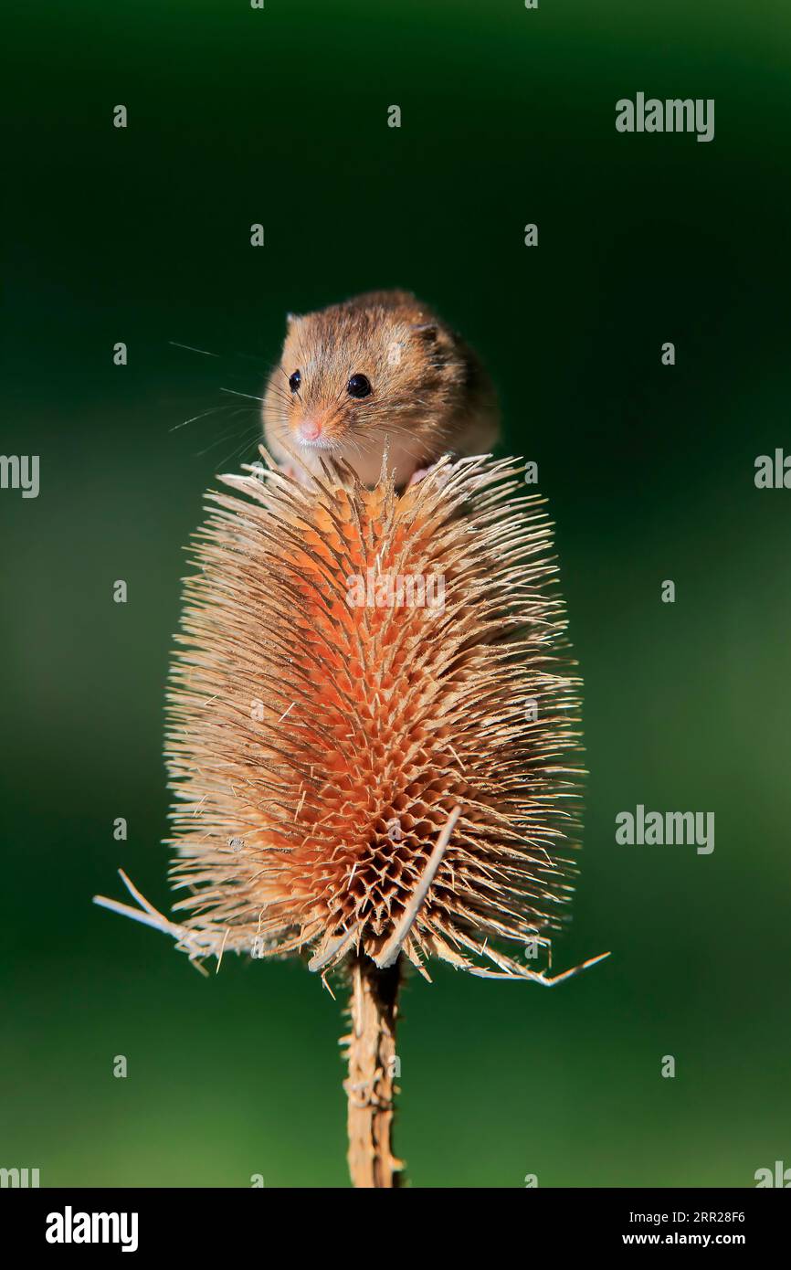 Souris de récolte eurasienne (Micromys minutus), adulte, sur chardon, stand de fruits, Surrey, Angleterre, Grande-Bretagne Banque D'Images