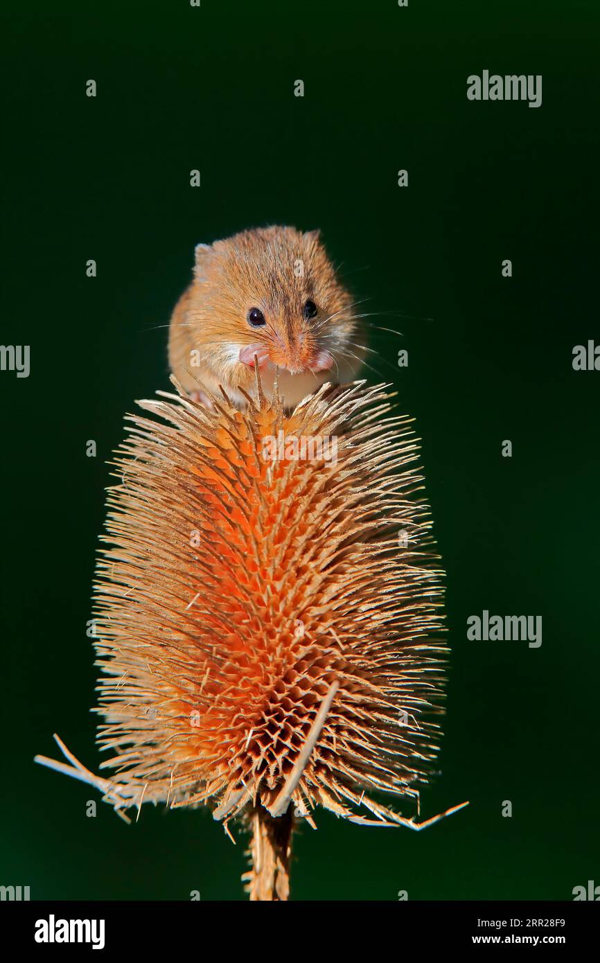 Souris de récolte eurasienne (Micromys minutus), adulte, se nourrissant de chardon, peuplement fruitier, Surrey, Angleterre, Grande-Bretagne Banque D'Images