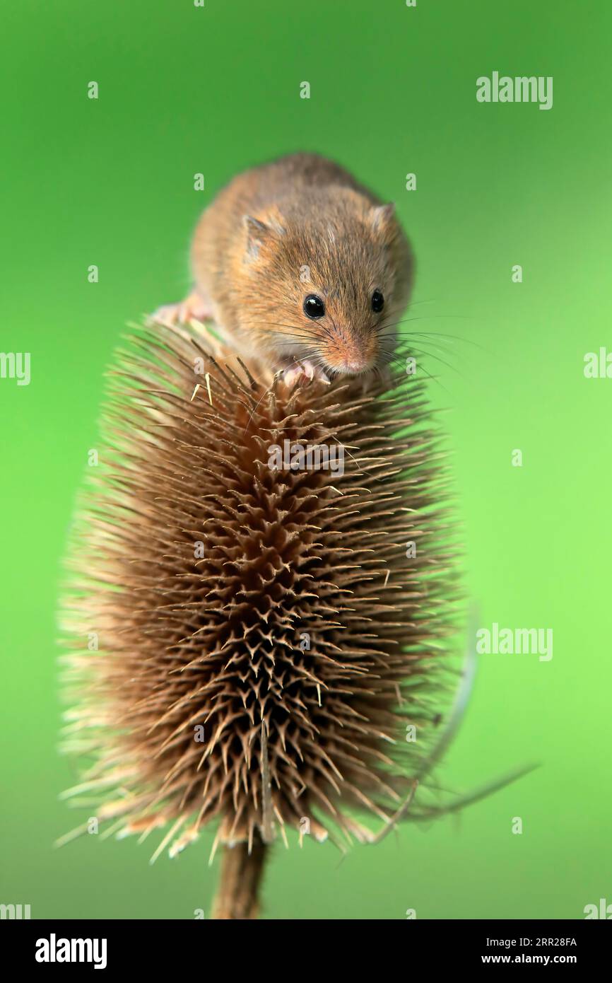Souris de récolte eurasienne (Micromys minutus), adulte, sur chardon, stand de fruits, Surrey, Angleterre, Grande-Bretagne Banque D'Images