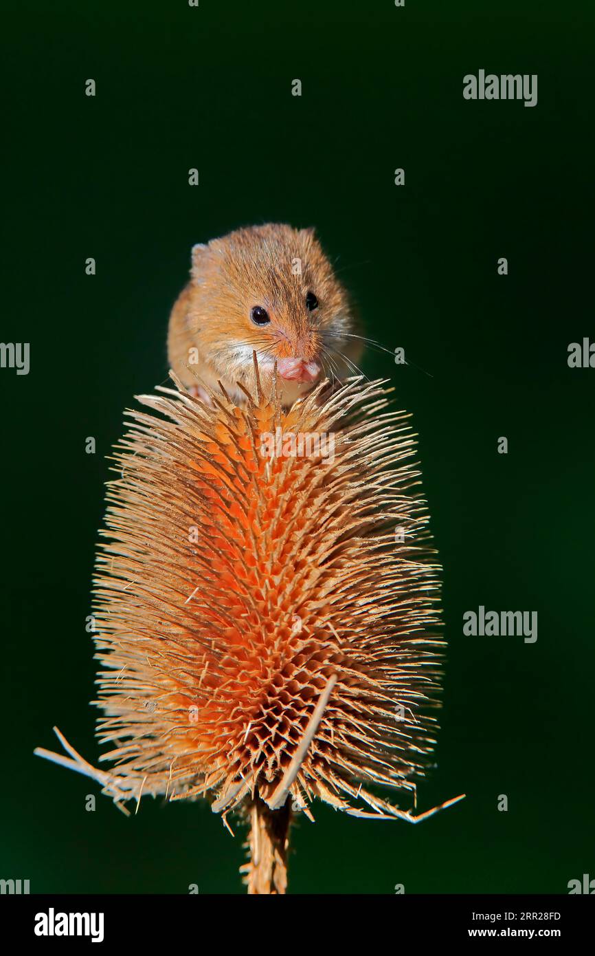 Souris de récolte eurasienne (Micromys minutus), adulte, se nourrissant de chardon, peuplement fruitier, Surrey, Angleterre, Grande-Bretagne Banque D'Images