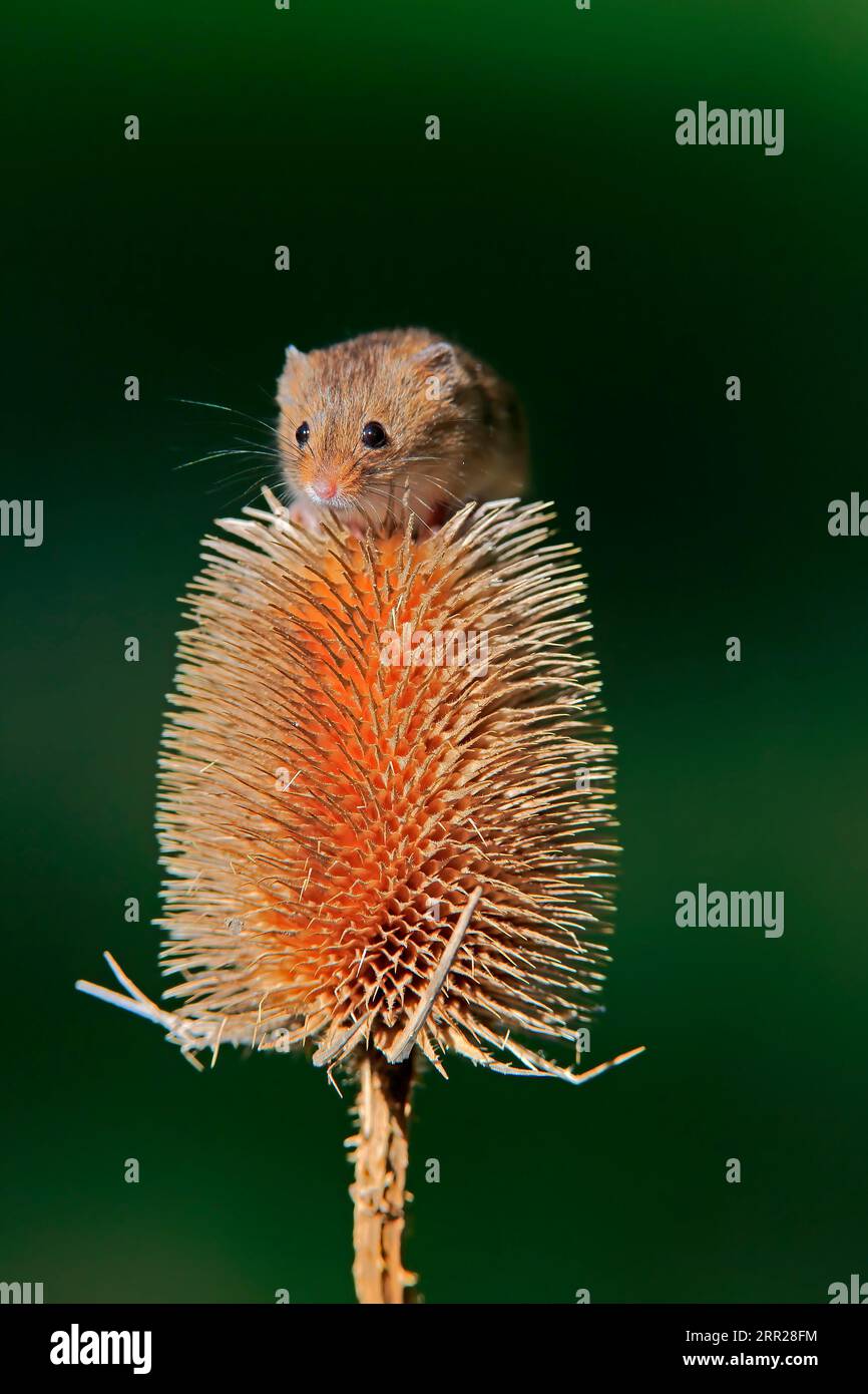 Souris de récolte eurasienne (Micromys minutus), adulte, sur chardon, stand de fruits, Surrey, Angleterre, Grande-Bretagne Banque D'Images