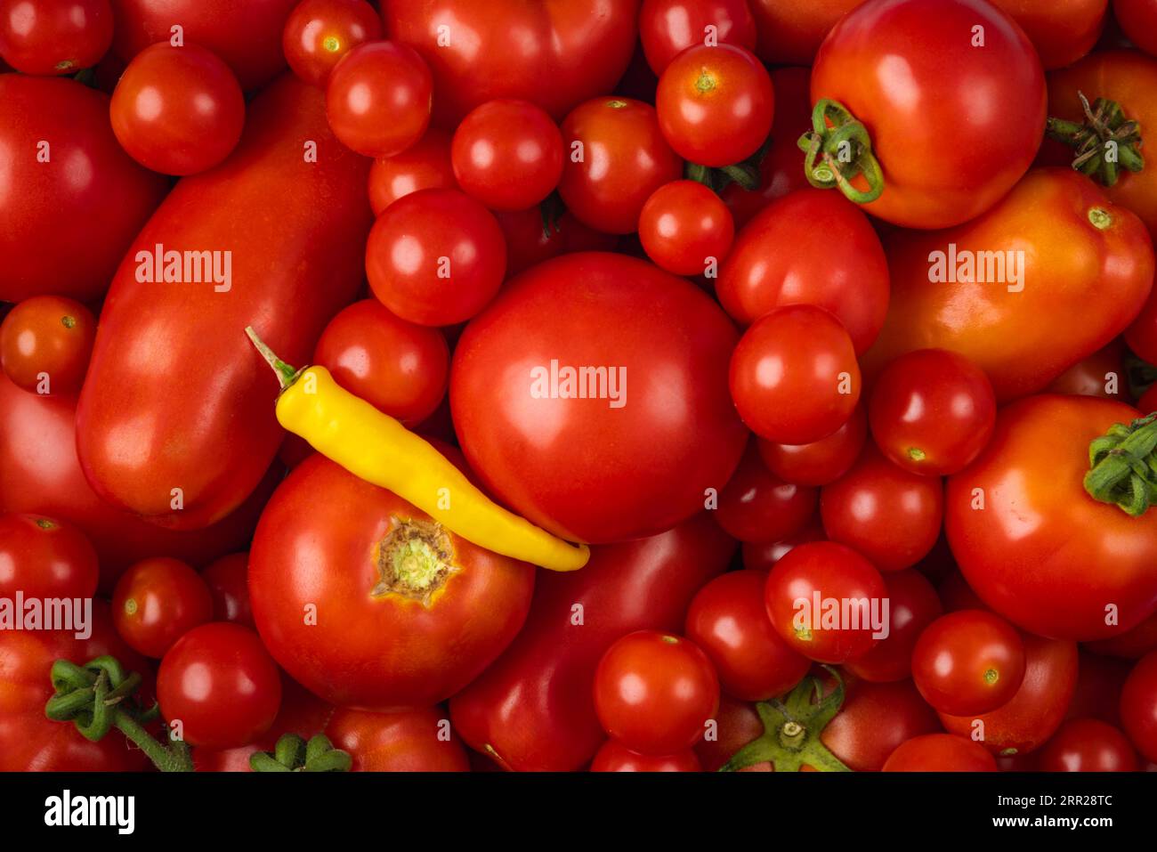Diverses tomates rouges et un poivron jaune, pleine grandeur, photographie alimentaire Banque D'Images