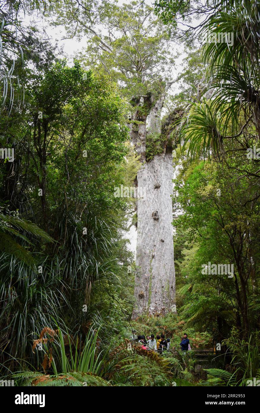 201006 -- NORTHLAND, le 6 octobre 2020 -- les gens voient un arbre kauri dans la forêt de Waipoua à Northland, en Nouvelle-Zélande, le 6 octobre 2020. Waipoua, et les forêts adjacentes, constituent la plus grande étendue de forêt indigène restante dans le Northland ainsi que la maison des arbres de kauri. NOUVELLE-ZÉLANDE-FORÊT DE WAIPOUA-ARBRES DE KAURI GUOXLEI PUBLICATIONXNOTXINXCHN Banque D'Images