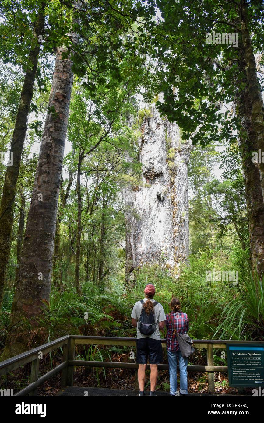 201006 -- NORTHLAND, le 6 octobre 2020 -- les gens voient un arbre kauri dans la forêt de Waipoua à Northland, en Nouvelle-Zélande, le 6 octobre 2020. Waipoua, et les forêts adjacentes, constituent la plus grande étendue de forêt indigène restante dans le Northland ainsi que la maison des arbres de kauri. NOUVELLE-ZÉLANDE-FORÊT DE WAIPOUA-ARBRES DE KAURI GUOXLEI PUBLICATIONXNOTXINXCHN Banque D'Images