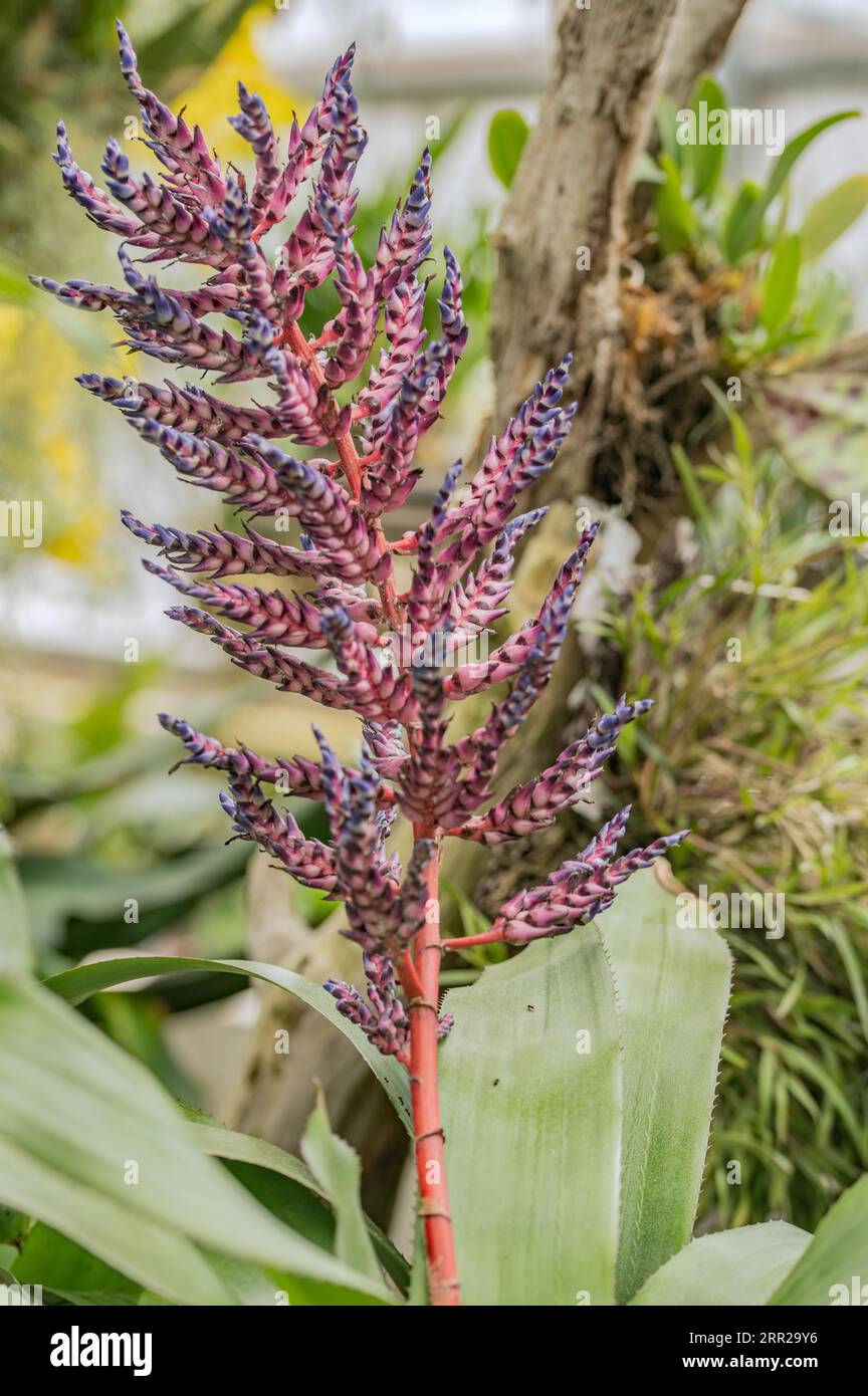 Agave d'arbre dragon en fleur Banque D'Images