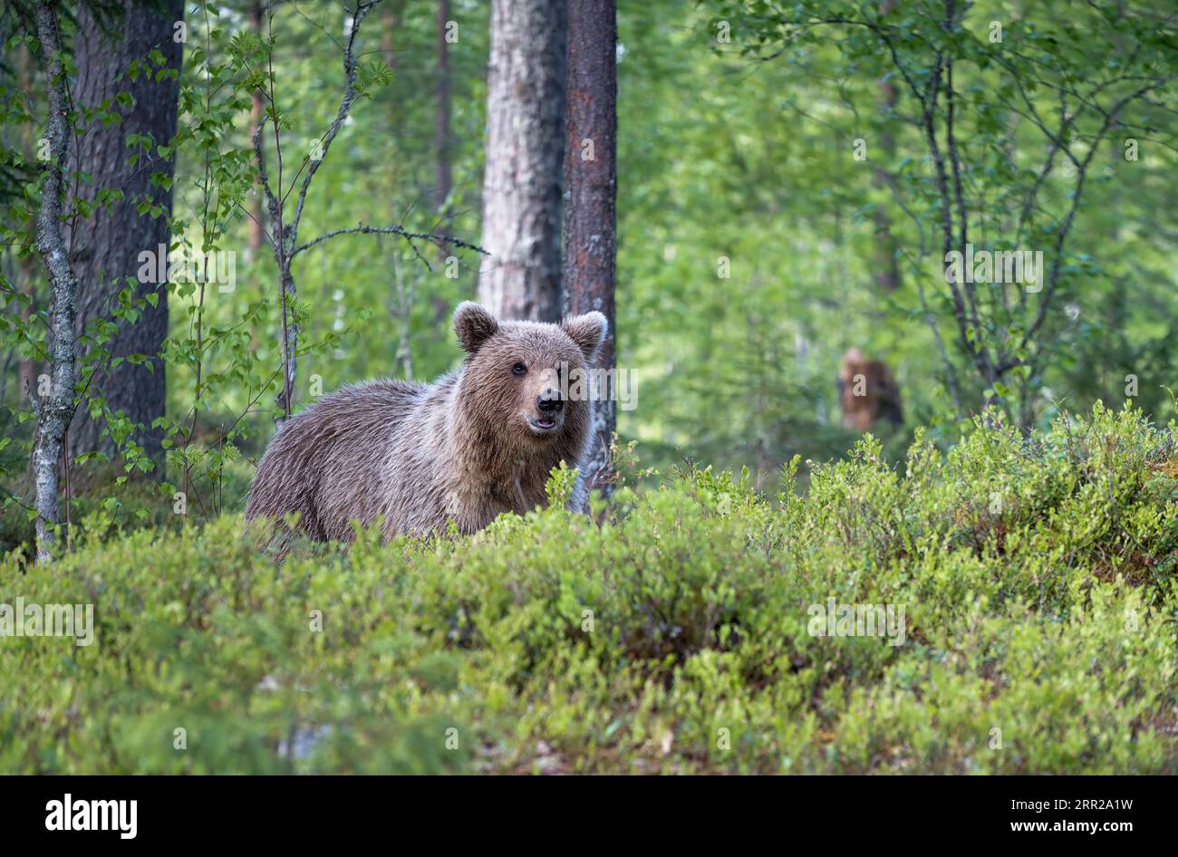 L'ours brun européen, Ursus arctos arctos, Finlande Banque D'Images