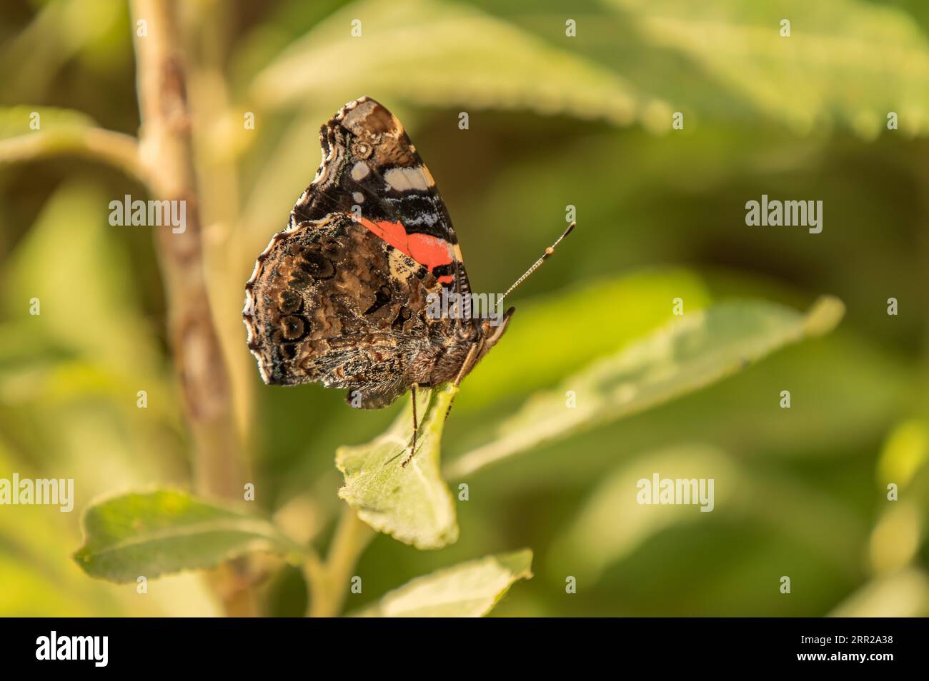 Amiral Butterfly sur une feuille Banque D'Images